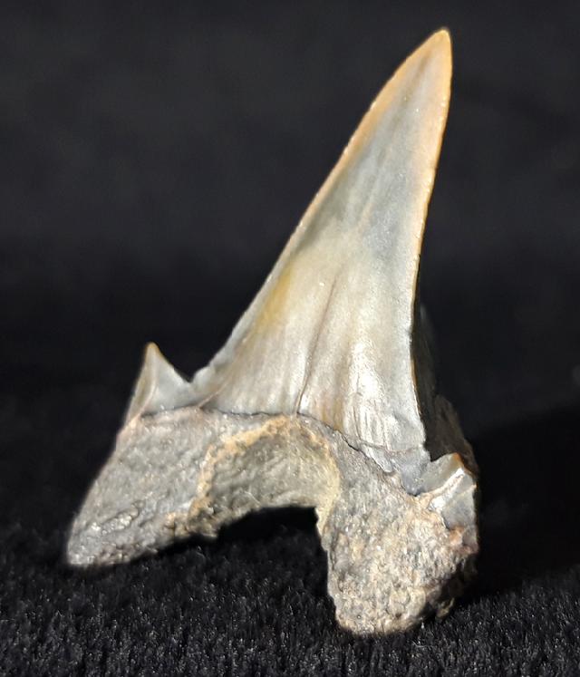 Cretalamna borealis (PRIEM 1897) - Bild &copy; FossNet FossilienStore